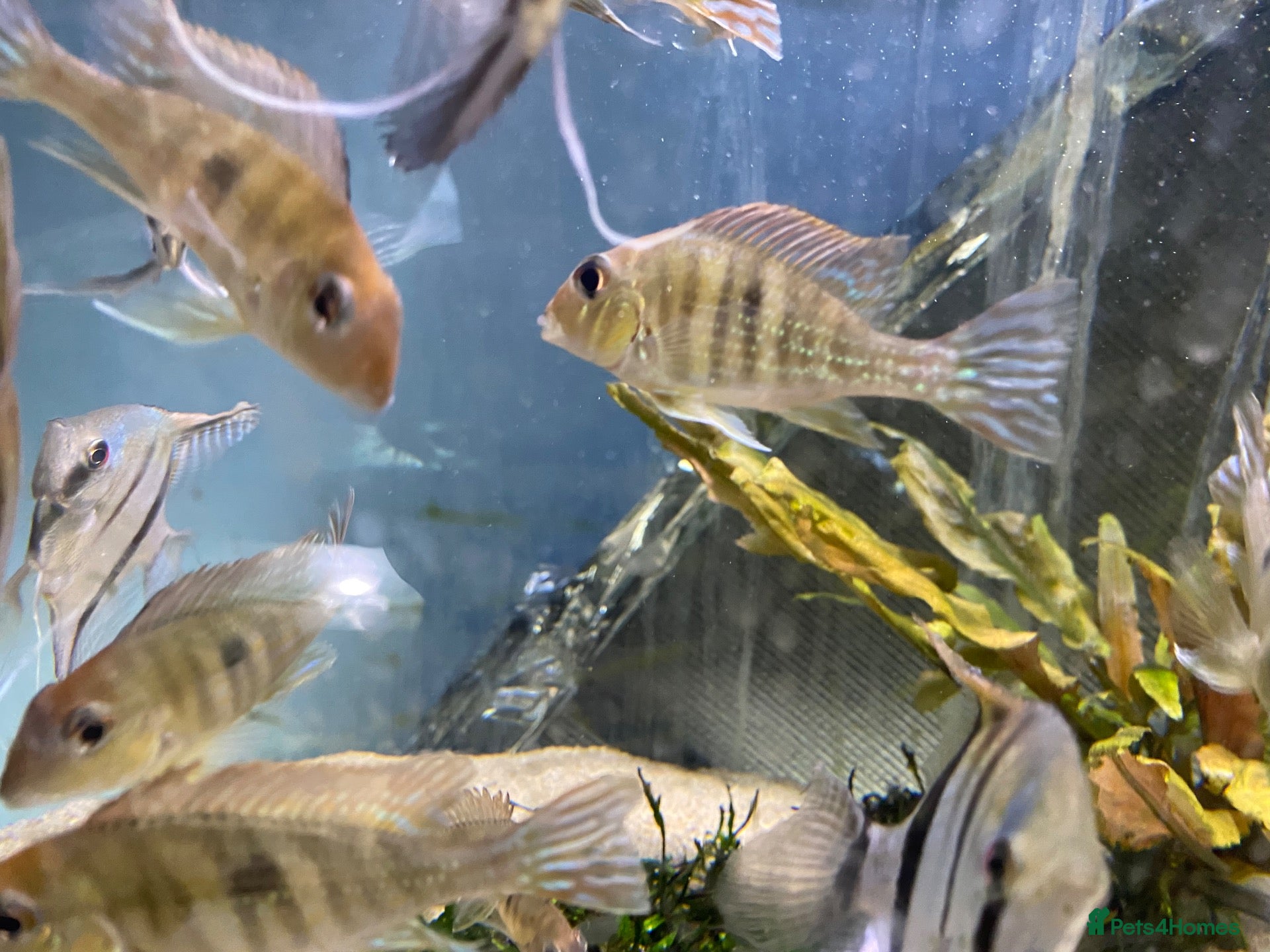 Other/Mixed Breed fish Geophagus red head tapajos  - Advert 2