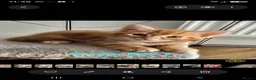 Mixed Breed cats for sale: Beautiful kittens - Advert 10