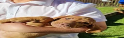 Hungarian Vizsla dogs for sale: READY TO LEAVE ,. 4 Beautiful girls left. - Advert 11