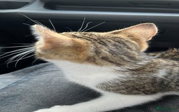 Bengal cats for sale: bengal kitten with supplies - Image 3