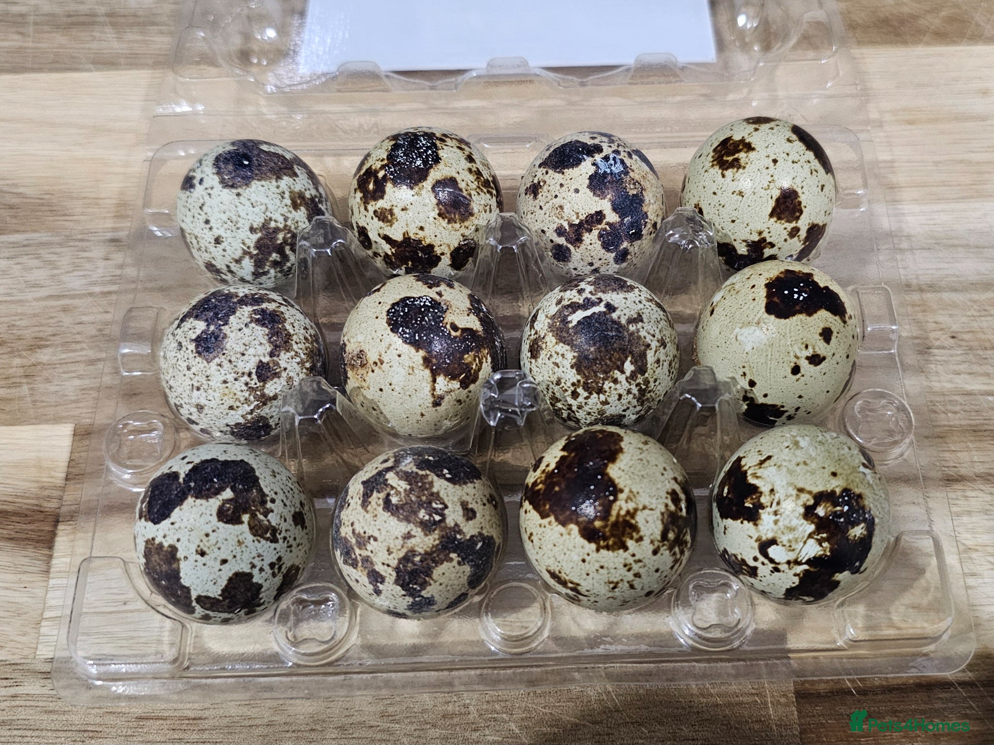 Quail poultry Coturnix Quail Hatching Eggs - Advert 10