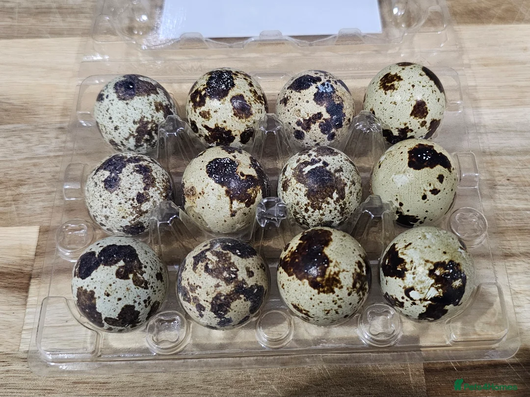 Quail poultry for sale: Coturnix Quail Hatching Eggs in Nottingham - Advert 1