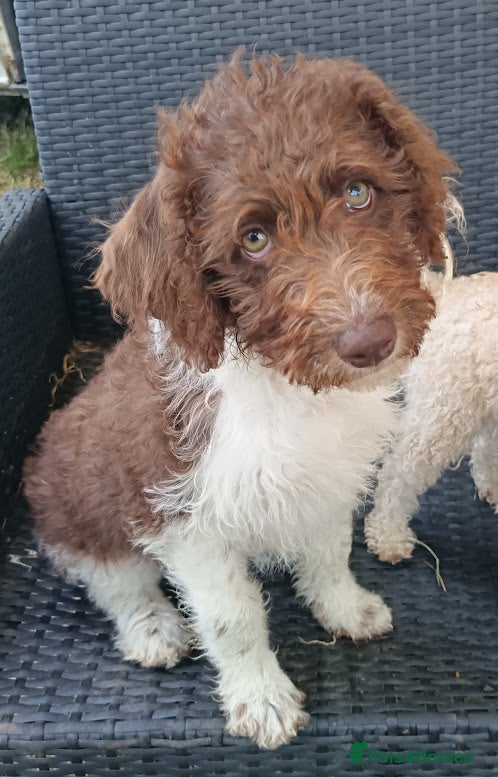 Labradoodle dogs A Better Start Fully Vaccinated Manners HomeRaised - Advert 8