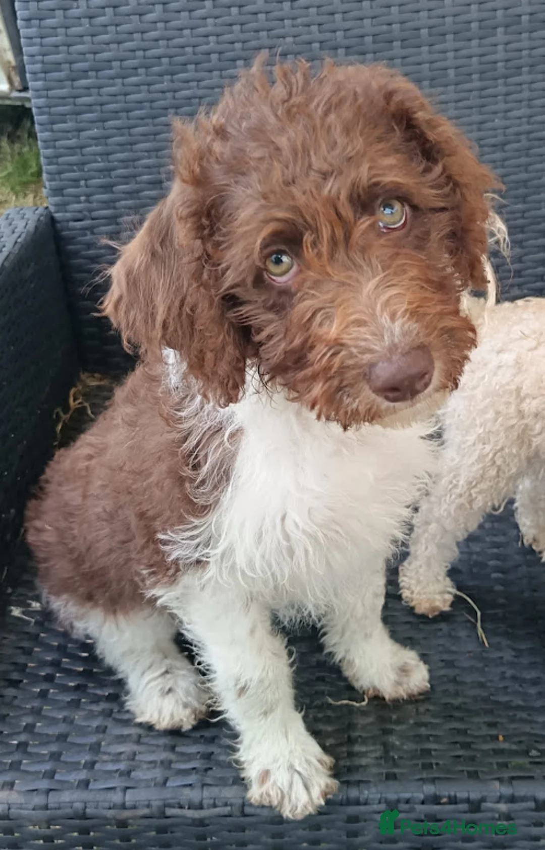 Labradoodle dogs for sale: A Better Start Fully Vaccinated Manners HomeRaised - Advert 2