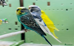 Budgerigars birds for sale: Budgies  - Advert 14