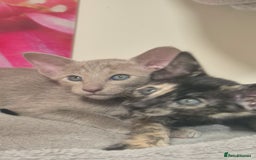 Oriental cats for sale: Oriental and Siamese Gccf registered kittens. - Image 31