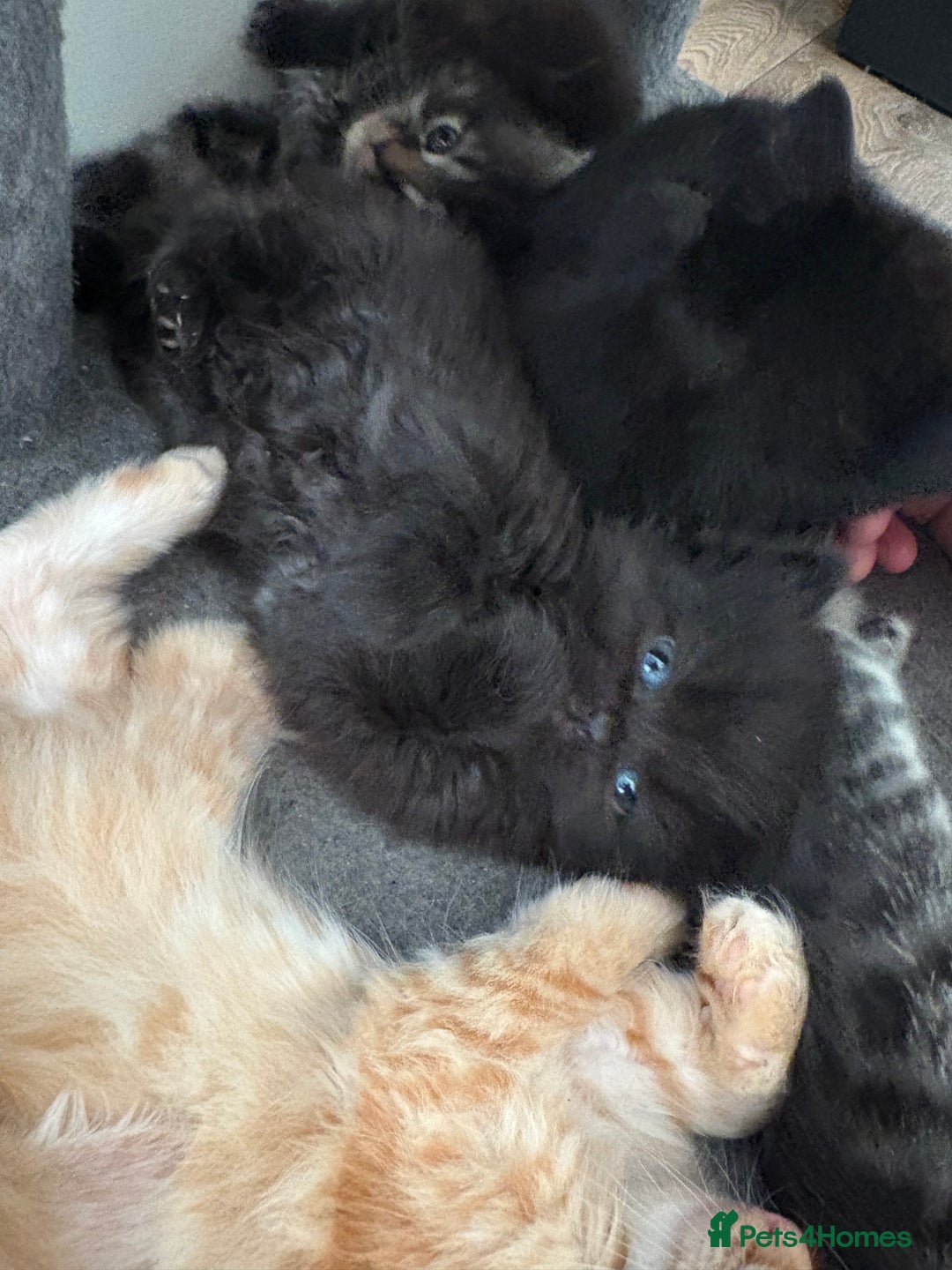 Domestic Shorthair cats for sale: 5 beautiful kittens 🖤 - Image 3