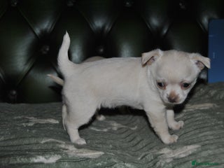 Chihuahua dogs Rare white ** Chihuahua- girls - Advert 1