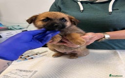 Mixed Breed dogs for adoption: 🫓Biscuit🫓 for adoption, coming into BUCKS  - Image 1