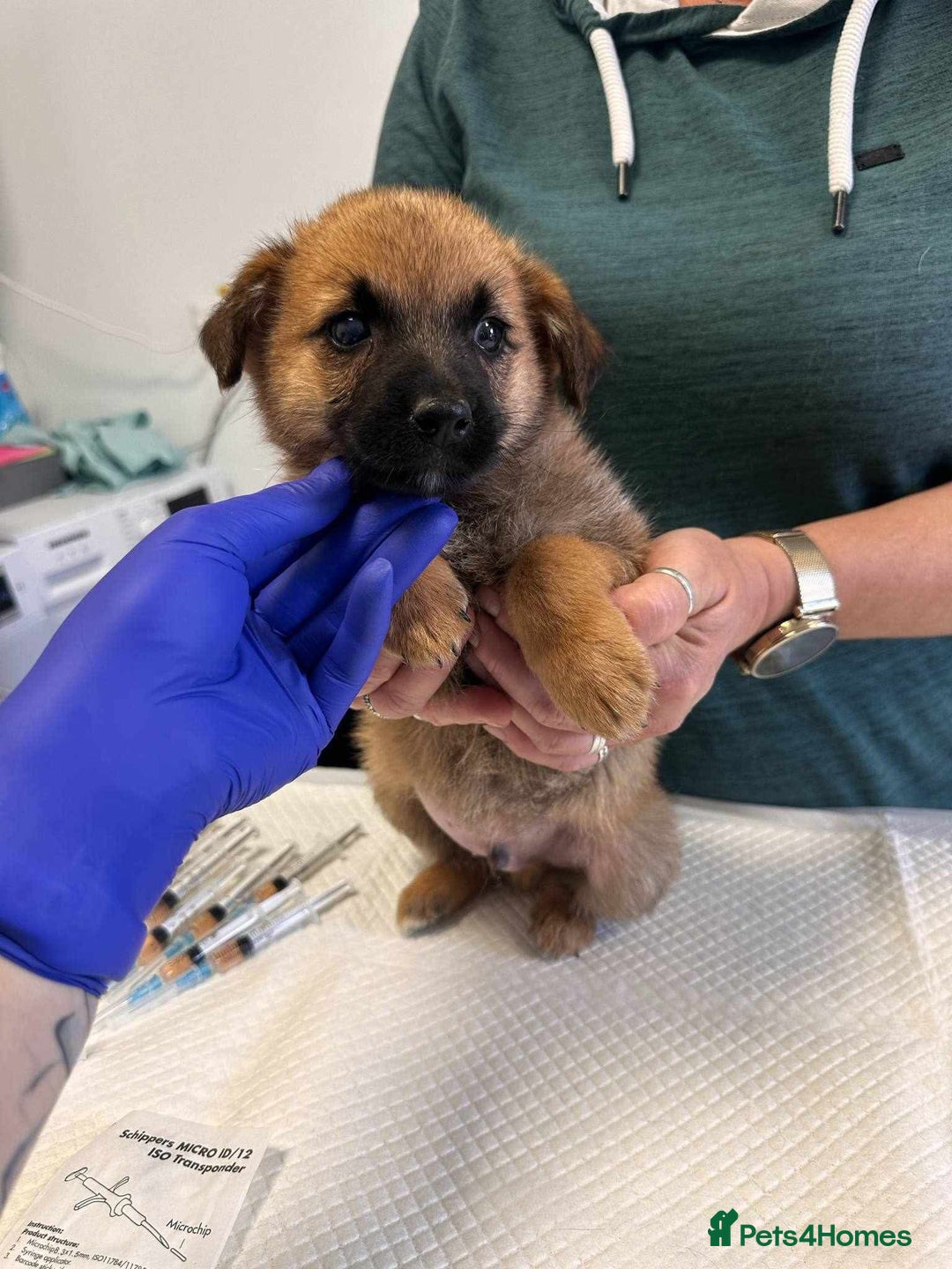 Mixed Breed dogs for adoption: 🫓Biscuit🫓 for adoption, coming into BUCKS  - Image 1