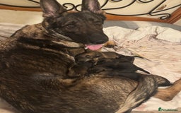 German Shepherd dogs for sale: 5 beautiful GSD puppies - Male £600 female £800 - Image 4