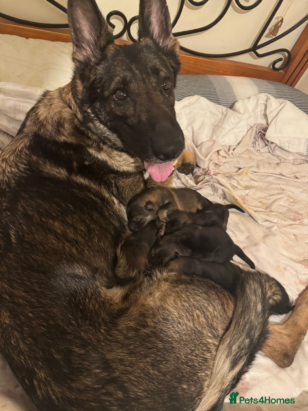 German Shepherd dogs for sale: 5 beautiful GSD puppies - Male £600 female £800 - Image 4