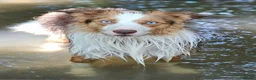 Border Collie dogs for stud: Stunning Blue Eyed Red Merle BorderCollie for Stud - Advert 4