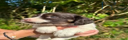 English Springer Spaniel dogs for sale: English Springer Spaniel, KC registered puppies - Advert 25