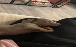 Miniature Dachshund dogs for sale: Isabella & tan Miniature dachshund  - Image 2