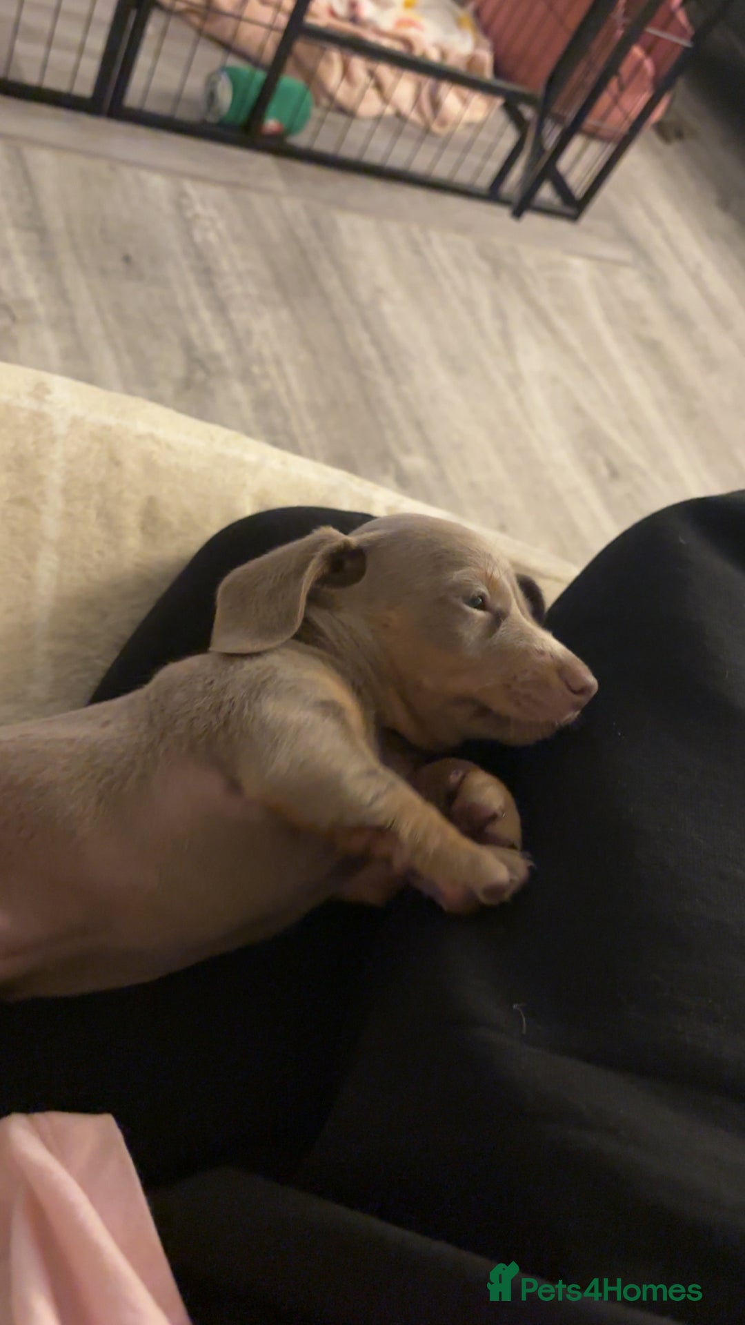 Miniature Dachshund dogs for sale: Isabella & tan Miniature dachshund  - Image 2
