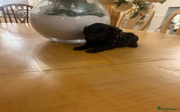 Miniature Poodle dogs for sale: 6 beautiful miniature poodles  - Image 3