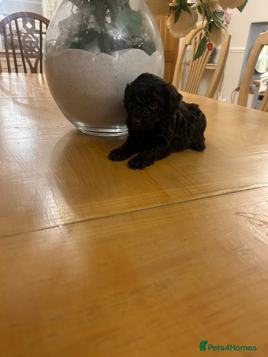 Miniature Poodle dogs for sale: 6 beautiful miniature poodles  - Image 3