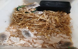 Hamster rodents for sale: Roborovski Hamsters Females   - Image 8