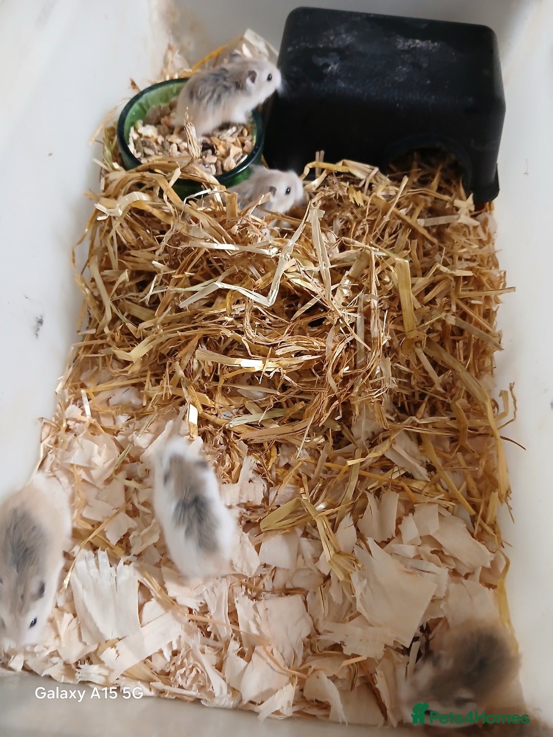 Hamster rodents for sale: Roborovski Hamsters Females   - Image 8