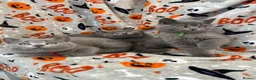 British Shorthair cats for sale: British Shorthairs - Advert 11