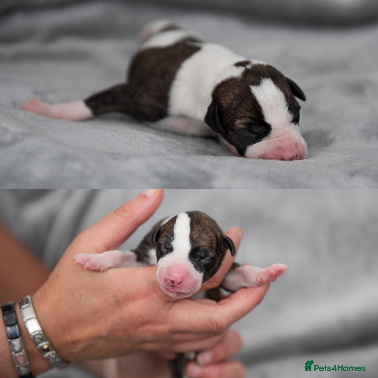 Whippet dogs 2 BRACKENSWIFT PUPPIES WITH VIDEOS NOW ADDED! - Advert 1