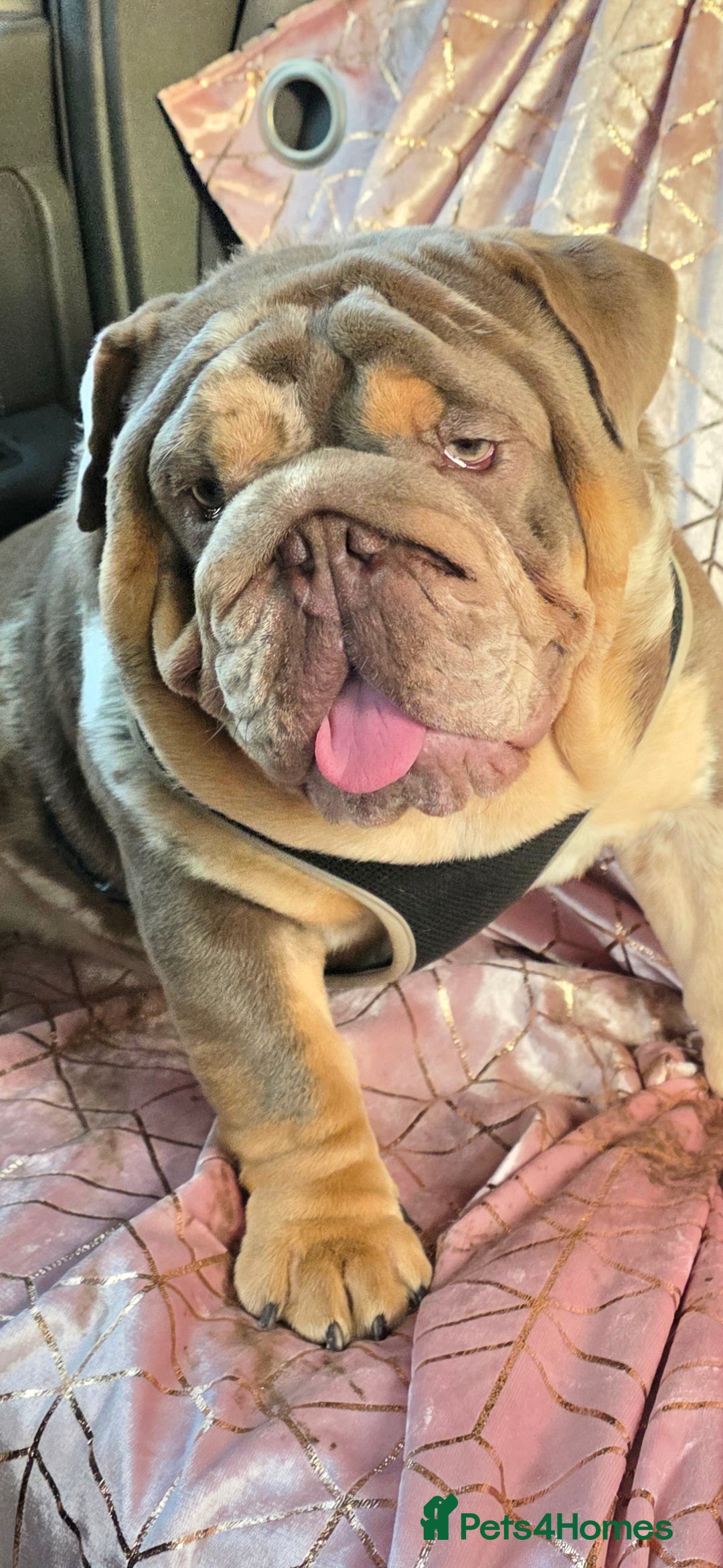 English Bulldog dogs for stud: British bulldog for stud - Advert 2