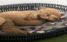 Toy Poodle dogs for sale: Red toy poodle  - Image 18