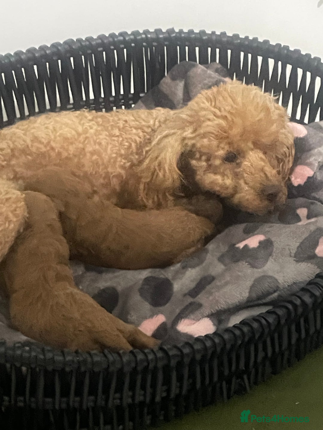 Toy Poodle dogs for sale: Red toy poodle  - Image 18