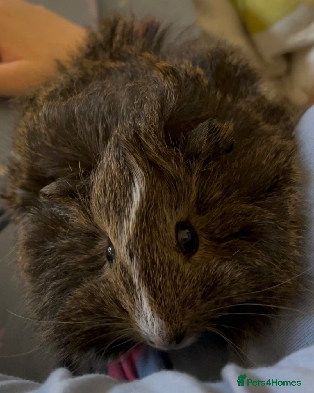 Guinea Pig rodents for sale: Bonded pair of female guinea pig pups - Advert 2