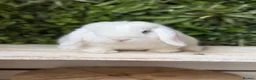 Mini Lop rabbits for sale: Mini lop boy - Advert 1