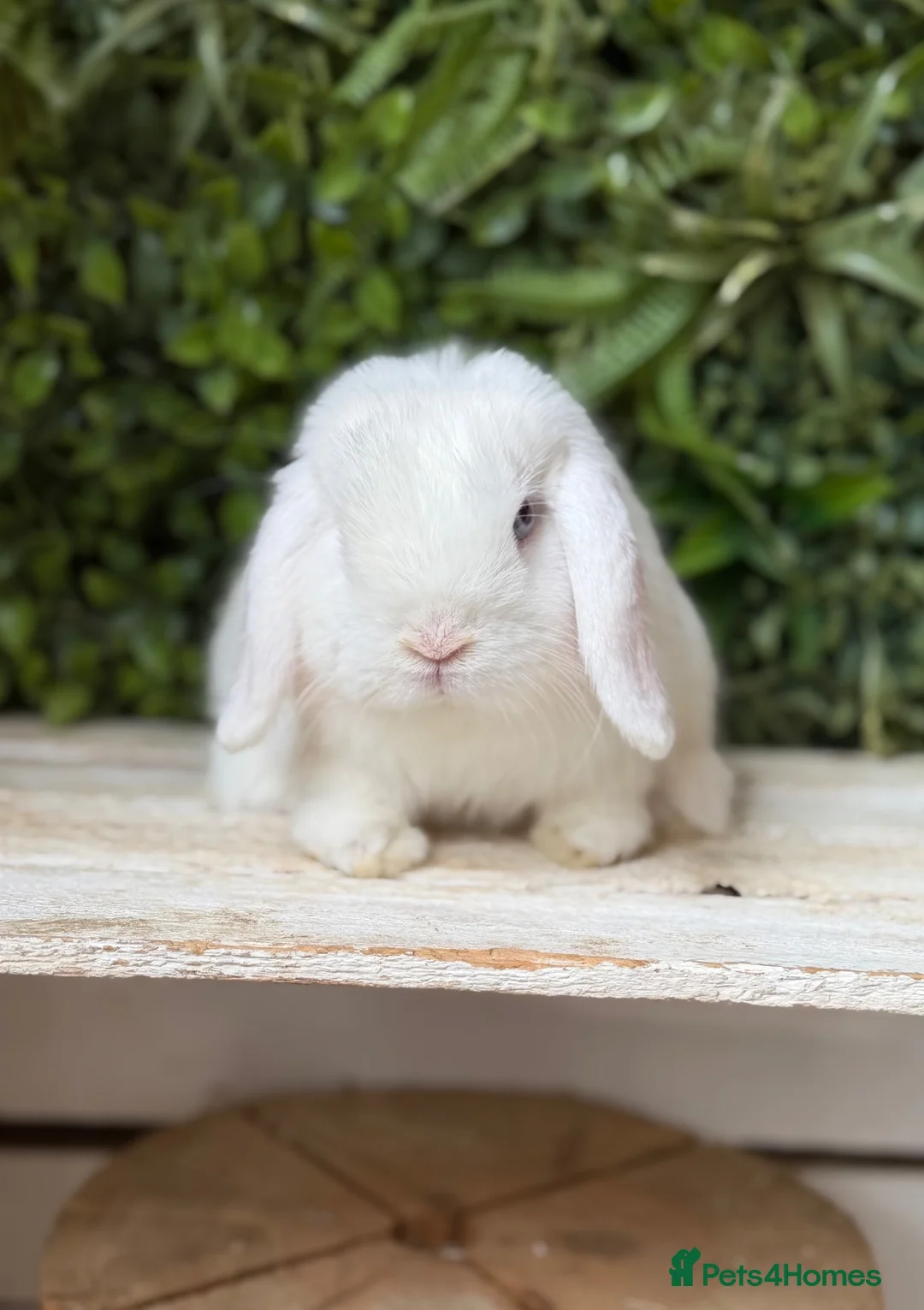 Mini Lop rabbits for sale: Mini lop boy - Advert 1