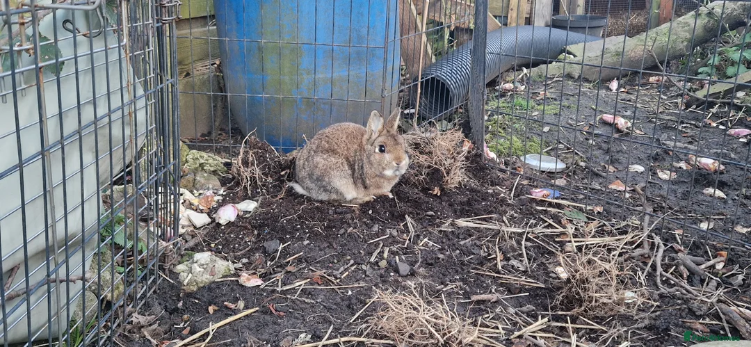 Netherland Dwarf rabbits for sale: Cute, super friendly little Netherland dwarf boy  - Advert 9