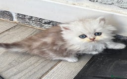 Persian cats for sale: Pure chinchilla doll face Persian kittens - Image 9