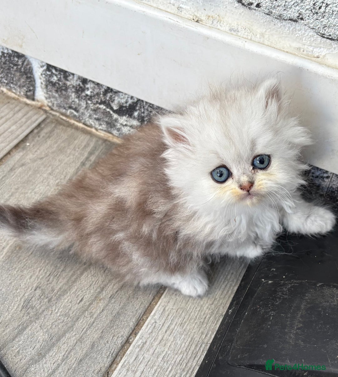 Persian cats for sale: Pure chinchilla doll face Persian kittens - Image 9