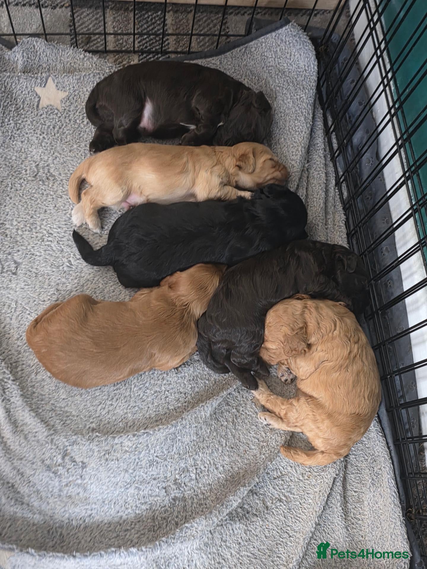 Cockapoo dogs Cockapoo f2 puppies - Advert 1
