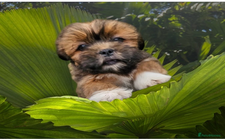 Lhasa Apso dogs - Advert 1