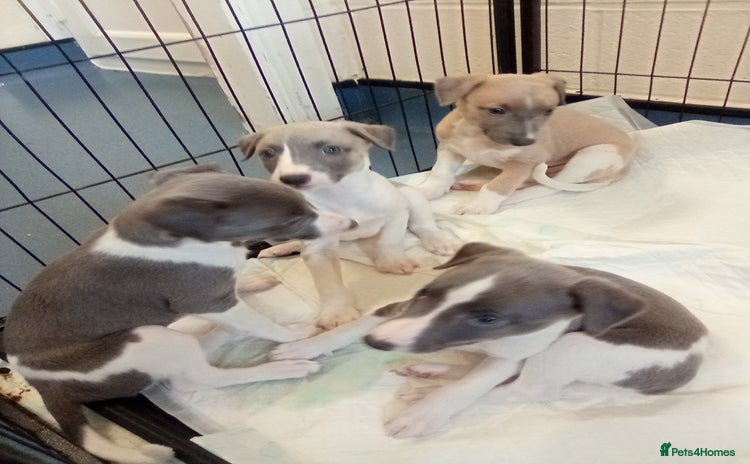 Whippet dogs - Advert 1