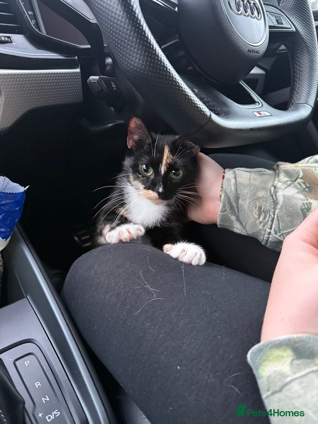 Mixed Breed cats for sale: 2 kittens for sale, 1 Female 1 Male - Advert 6