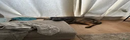 German Shepherd dogs for sale: 5yr old German shepherd looking for loving home - Advert 17