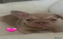 French Bulldog dogs for sale: French Bulldog🩷-Price Reduction-Open to offers!! - Image 5