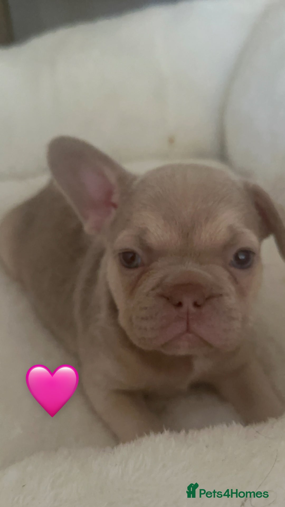 French Bulldog dogs for sale: French Bulldog🩷-Price Reduction-Open to offers!! - Image 5