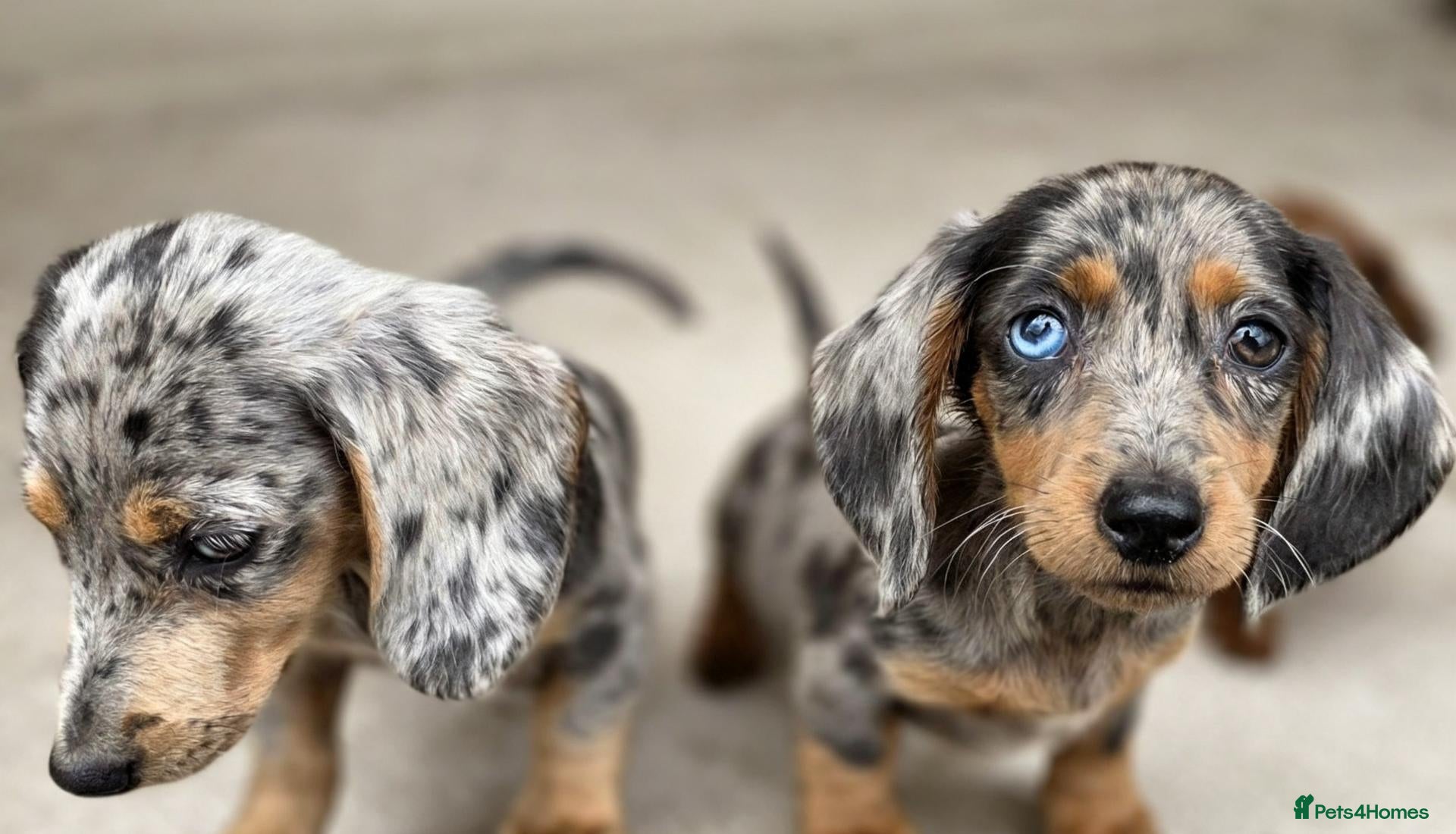 Dachshund dogs Healthy Dachshunds - Advert 8