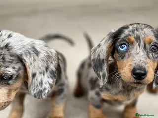 Dachshund dogs Healthy Dachshunds - Advert 8