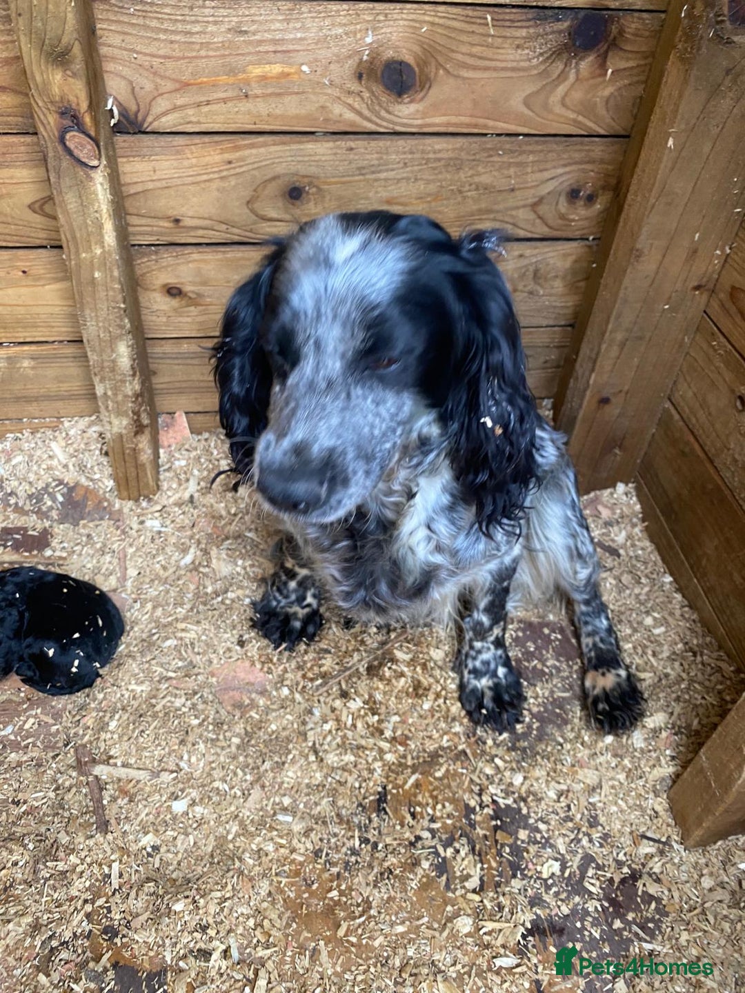 Cocker Spaniel dogs for sale: Cocker spaniel 2 male  - Image 8