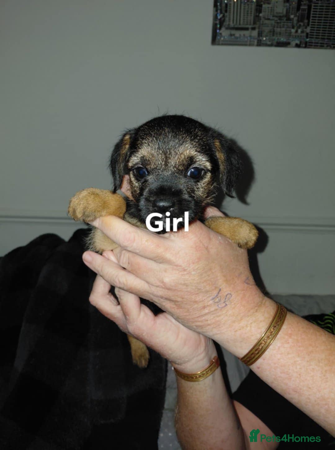 Border Terrier dogs for sale: 4 beauty looking for forever homes - Advert 9