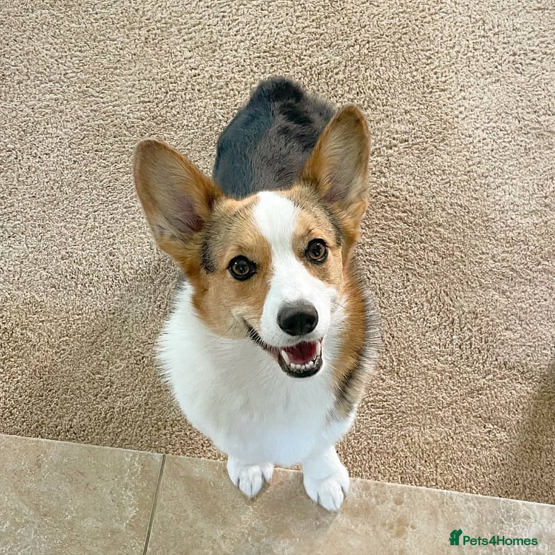 Welsh Corgi Pembroke dogs for sale: Pembroke Welsh Corgi Looking For Her Forever Home - Advert 3