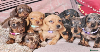 Miniature Dachshund dogs - Advert 3