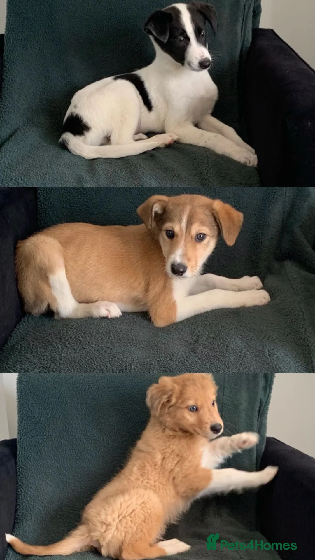 Mixed Breed dogs for sale: Old style Lurcher puppies - Ready now  - Advert 2