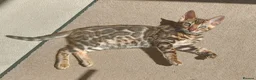 Bengal cats for sale: Cuddly and beautiful pedigree bengal kittens - Advert 16